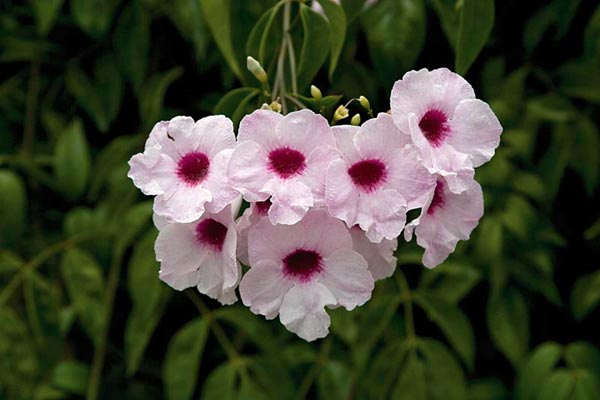 Pandorea jasminoides